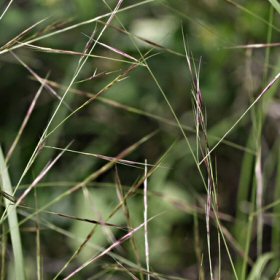 Field View of Spidergrass
